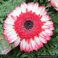 gerbera sp.