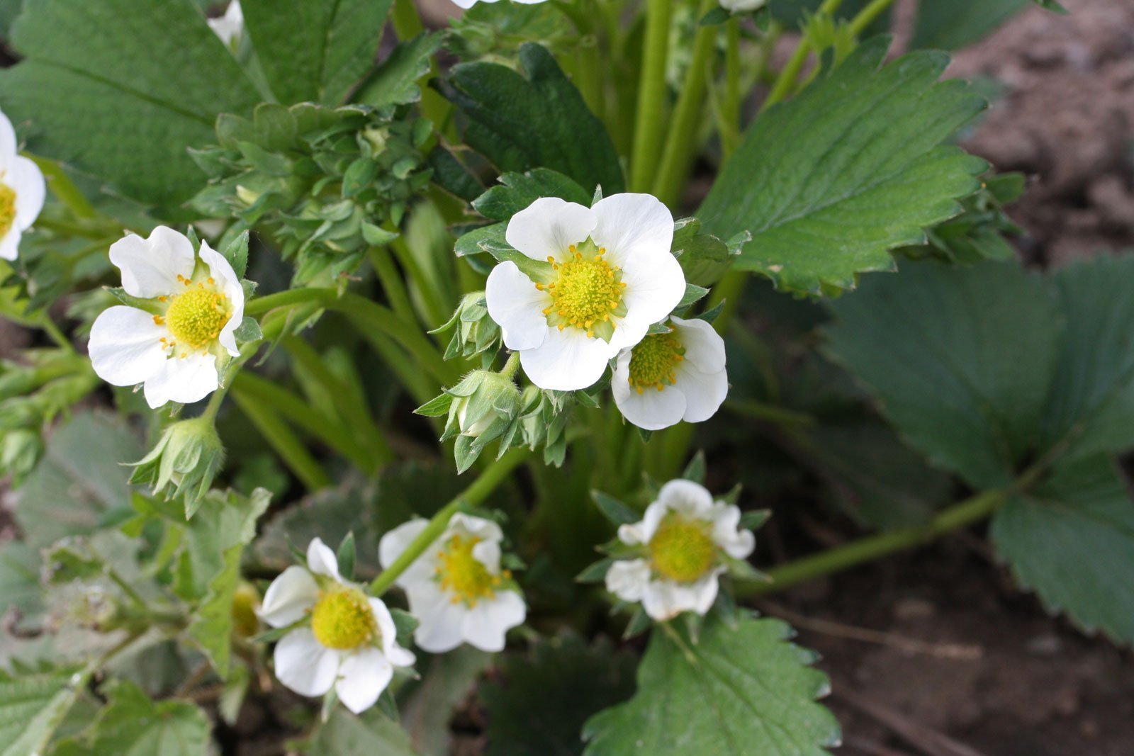 Fragaria × ananassa
