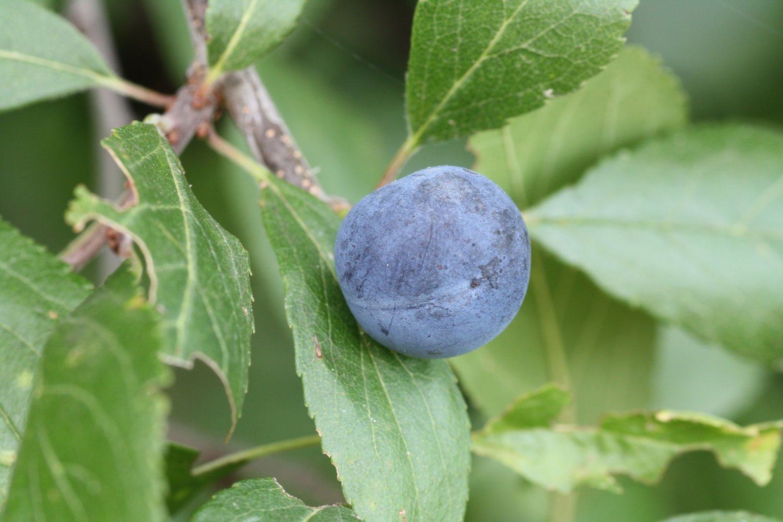 Prunus spinosa