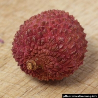 litchi