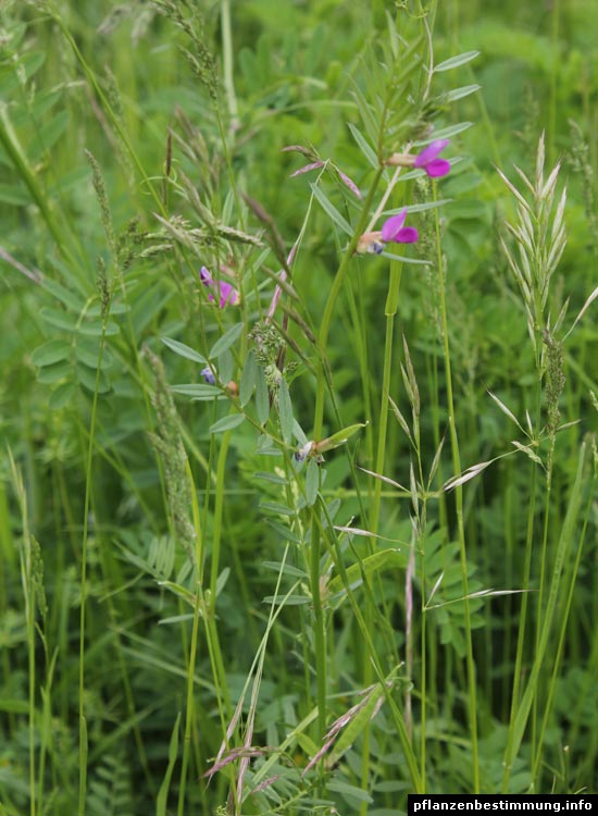 Common Vetch in meadow