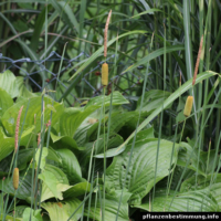 Typha laxmannii