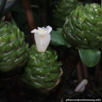 Costus spiralis