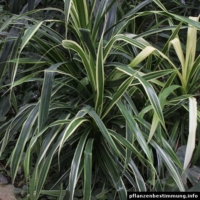 Pandanus tectorius