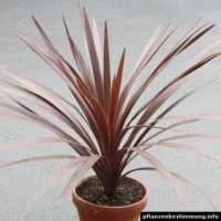 Cordyline australis