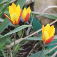 Tulpe