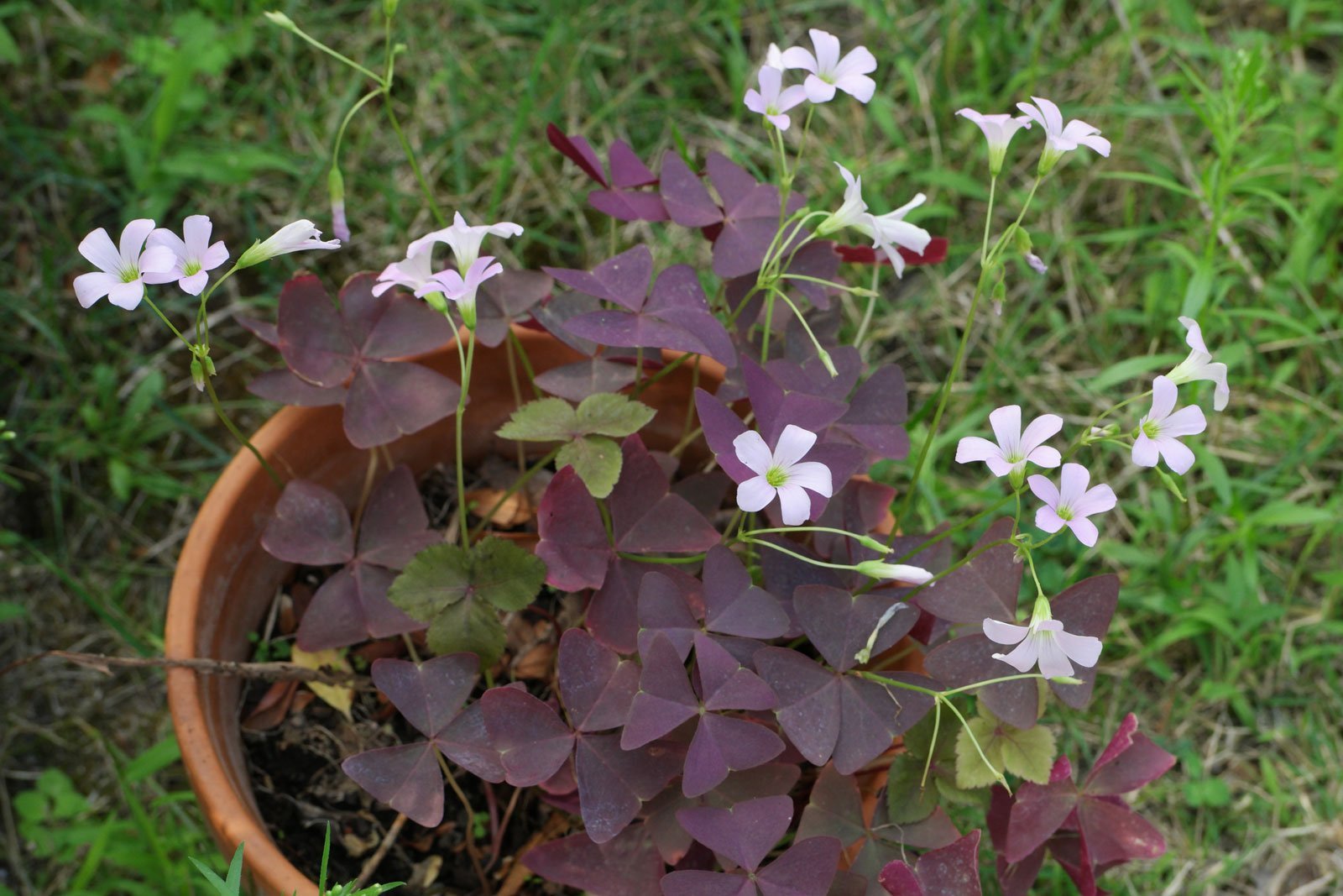 False Shamrock