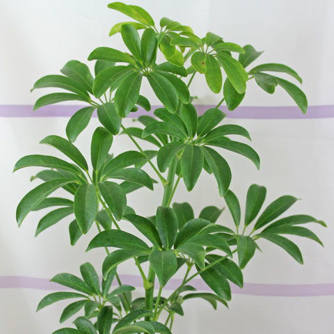 Schefflera arboricola “Janine”