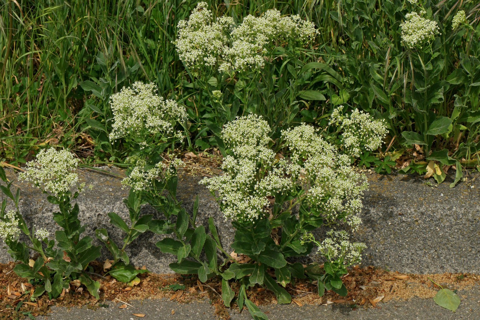Lepidium draba