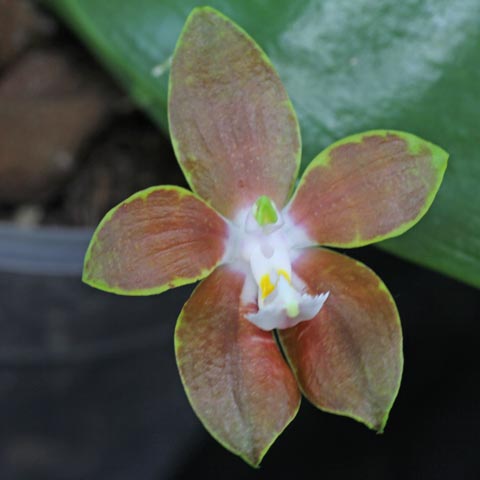 Phalaenopsis venosa