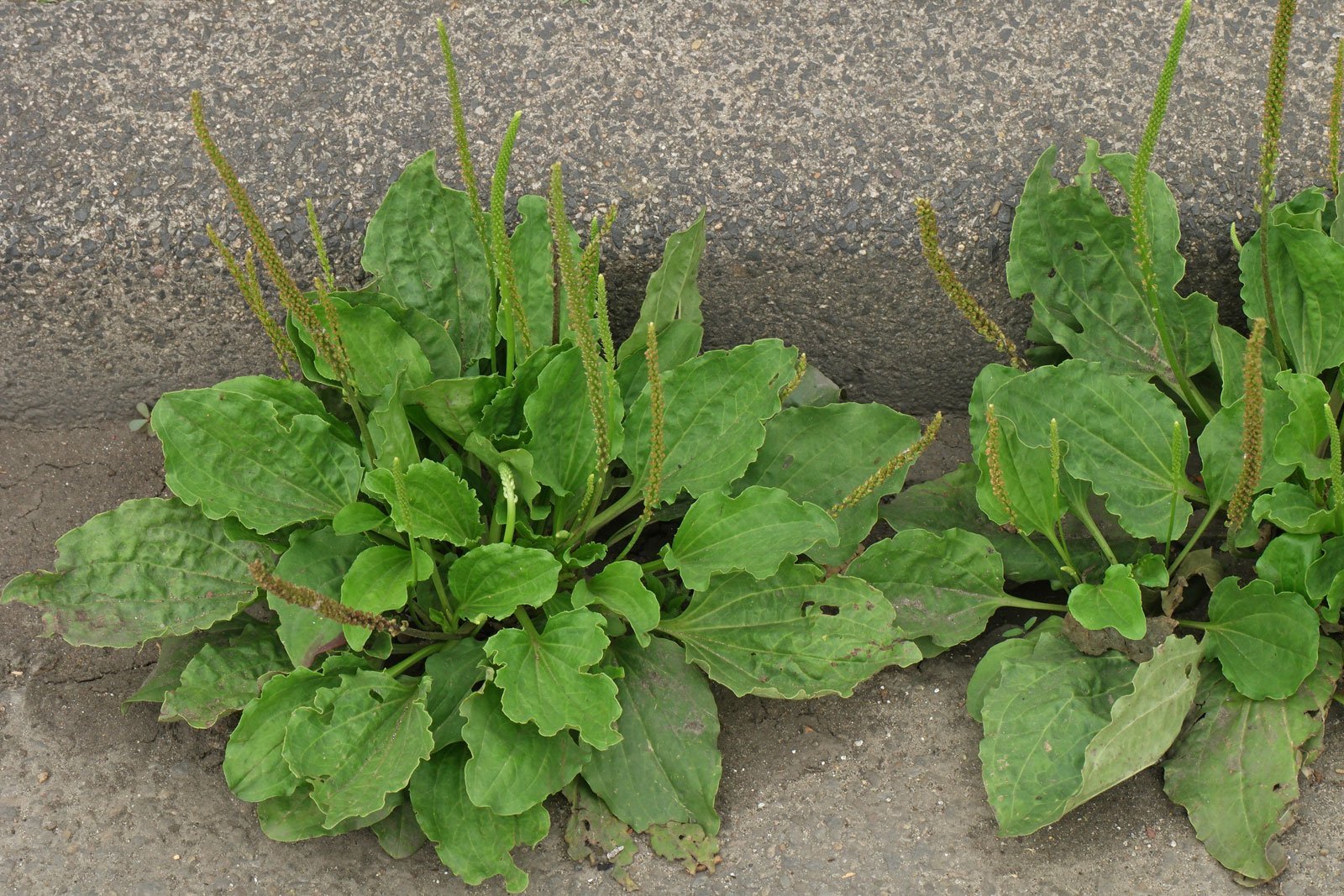 Broadleaf Plantain
