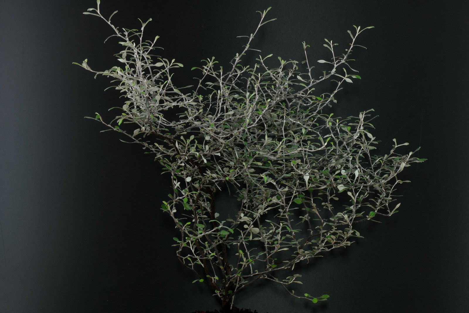 Corokia cotoneaster