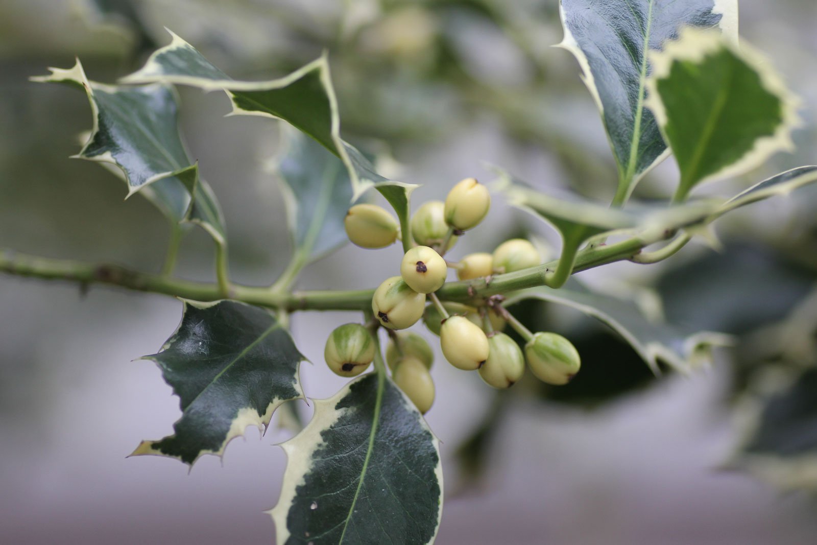 Holly Berries