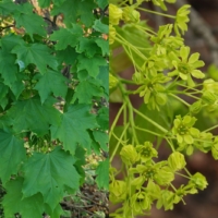 Acer platanoides