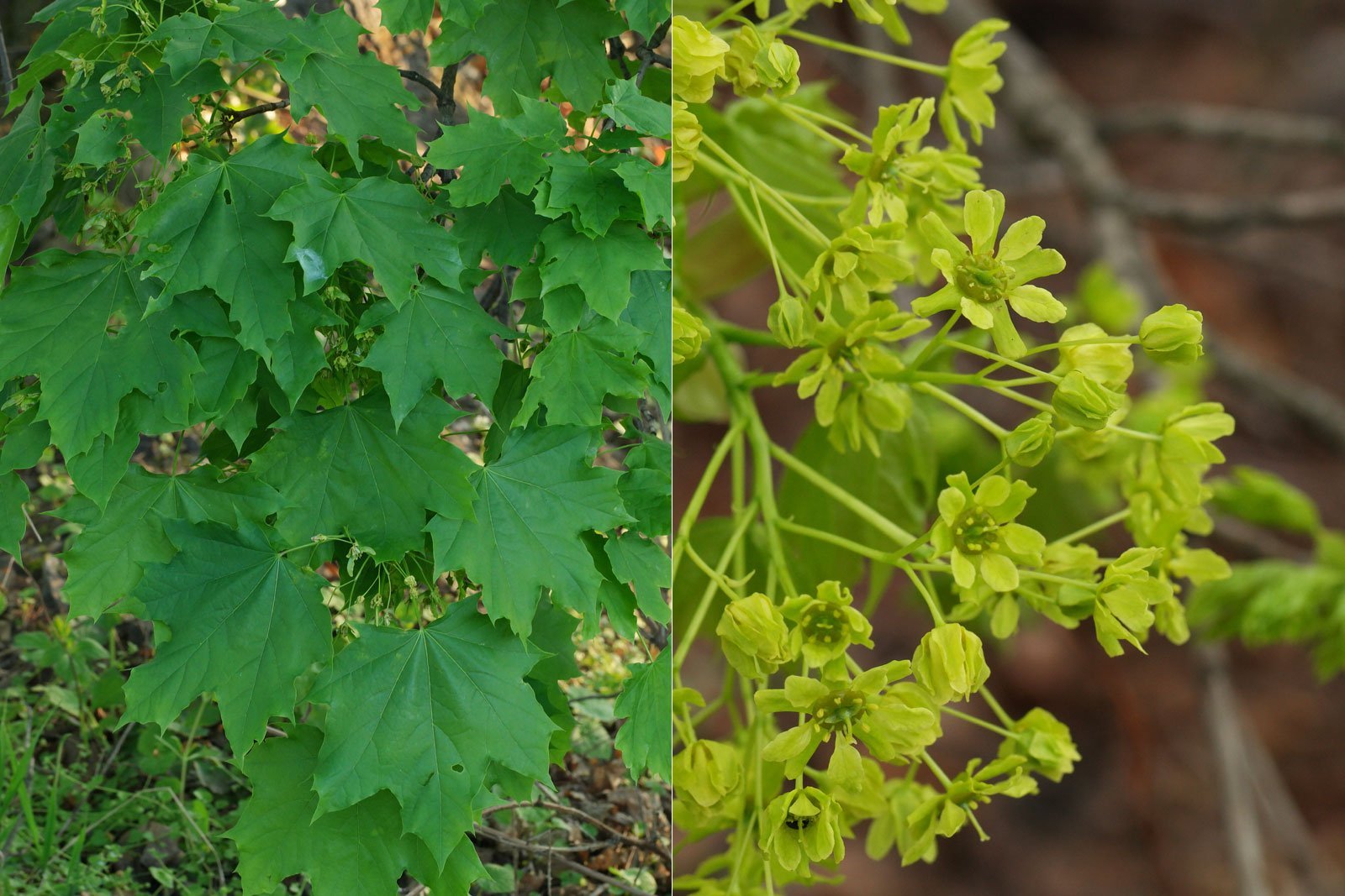 Acer platanoides