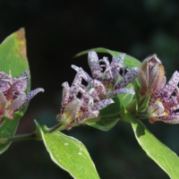 Tricyrtis hirta Variegata
