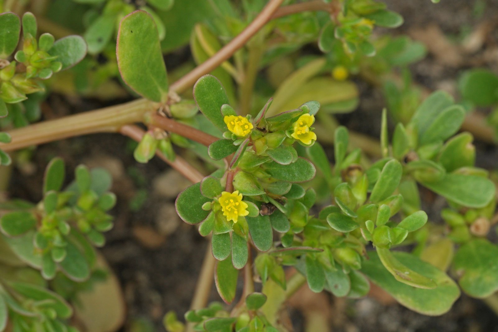 Common Purslane