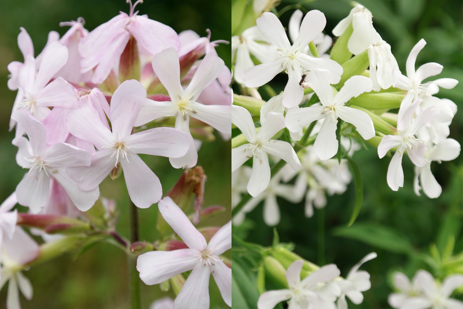 Saponaria officinalis