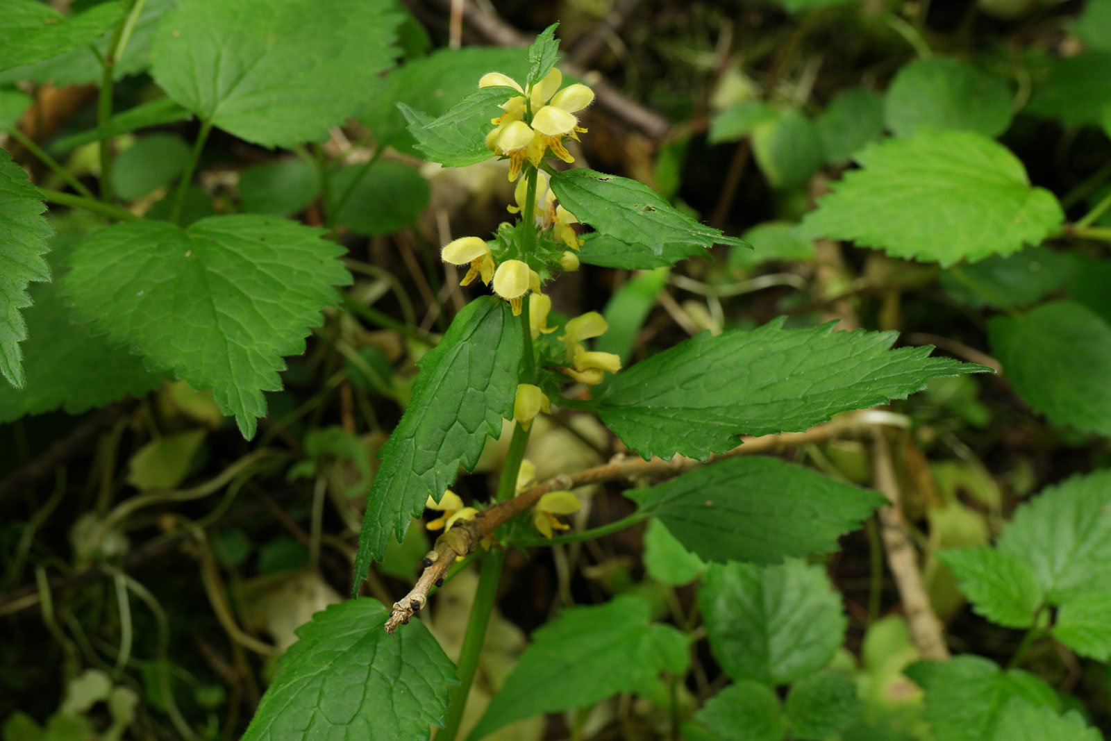 Lamium galeobdolon