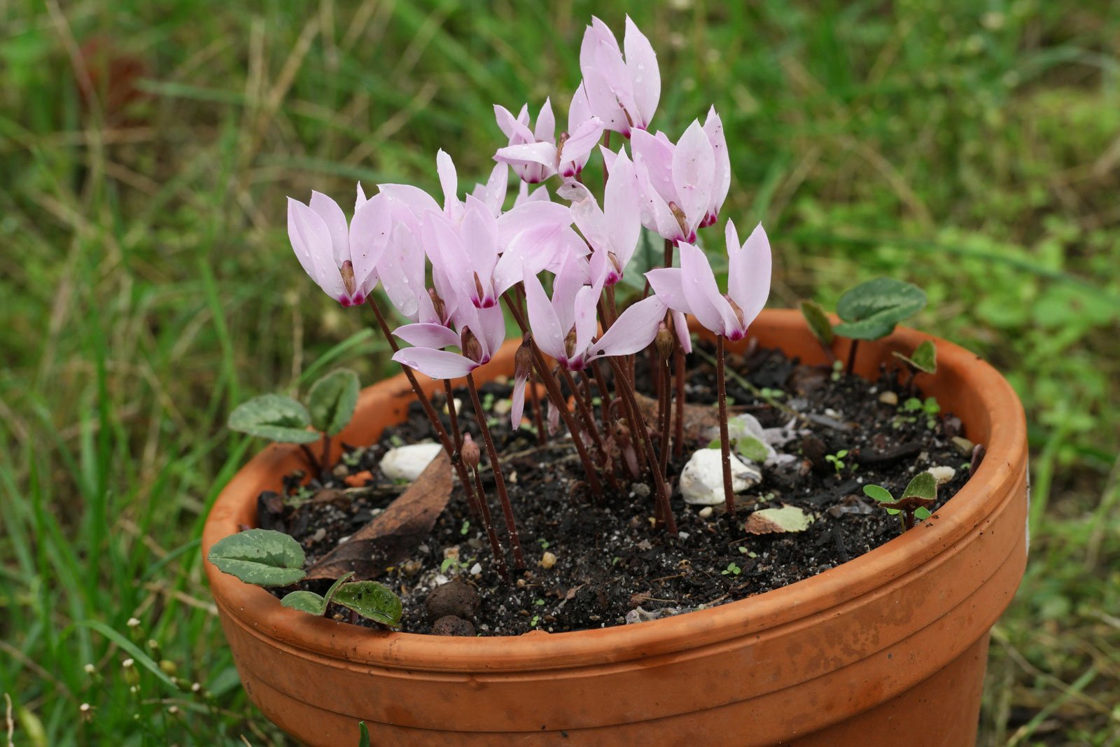 Turkish Cyclamen