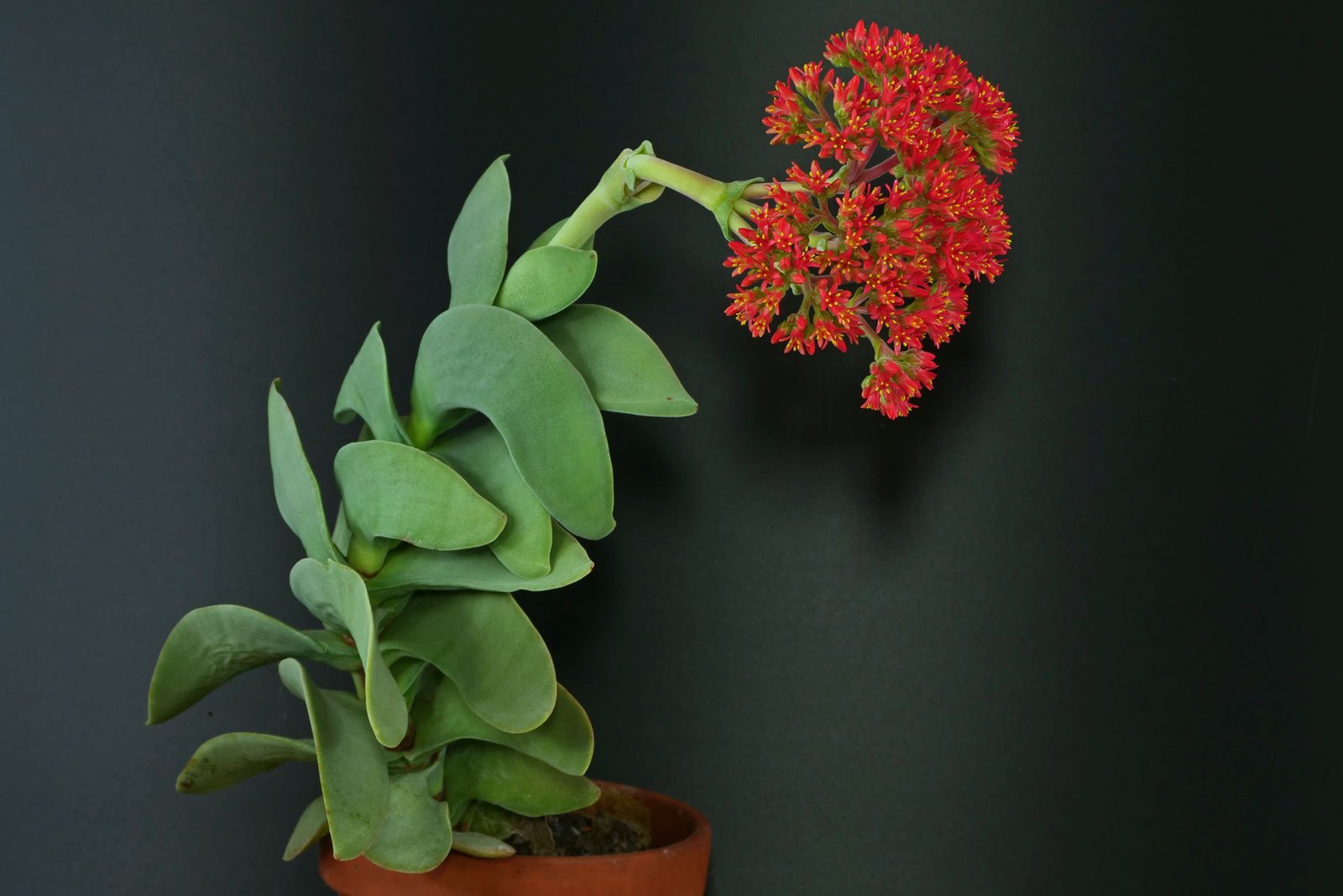 Crassula falcata