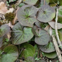 Asarum europaeum