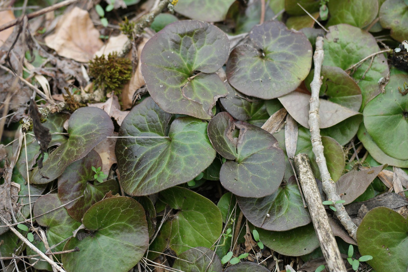 Asarum europaeum