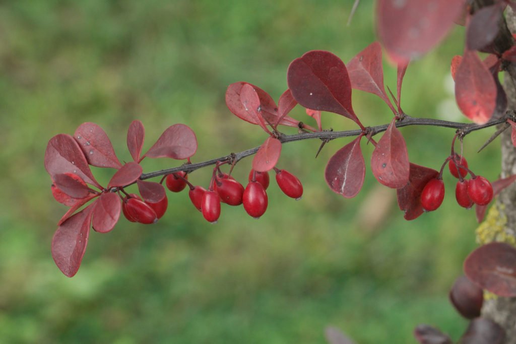 Red Barberries