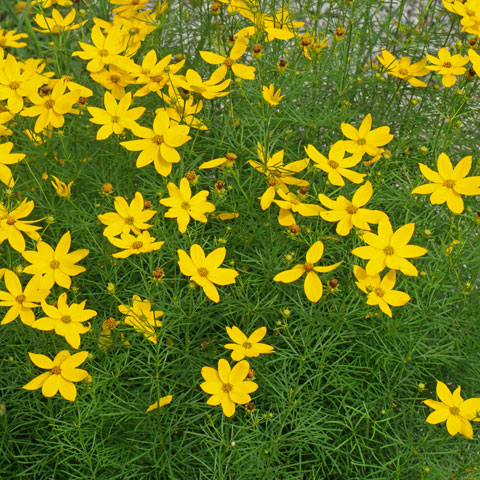 Coreopsis Verticillata Cv