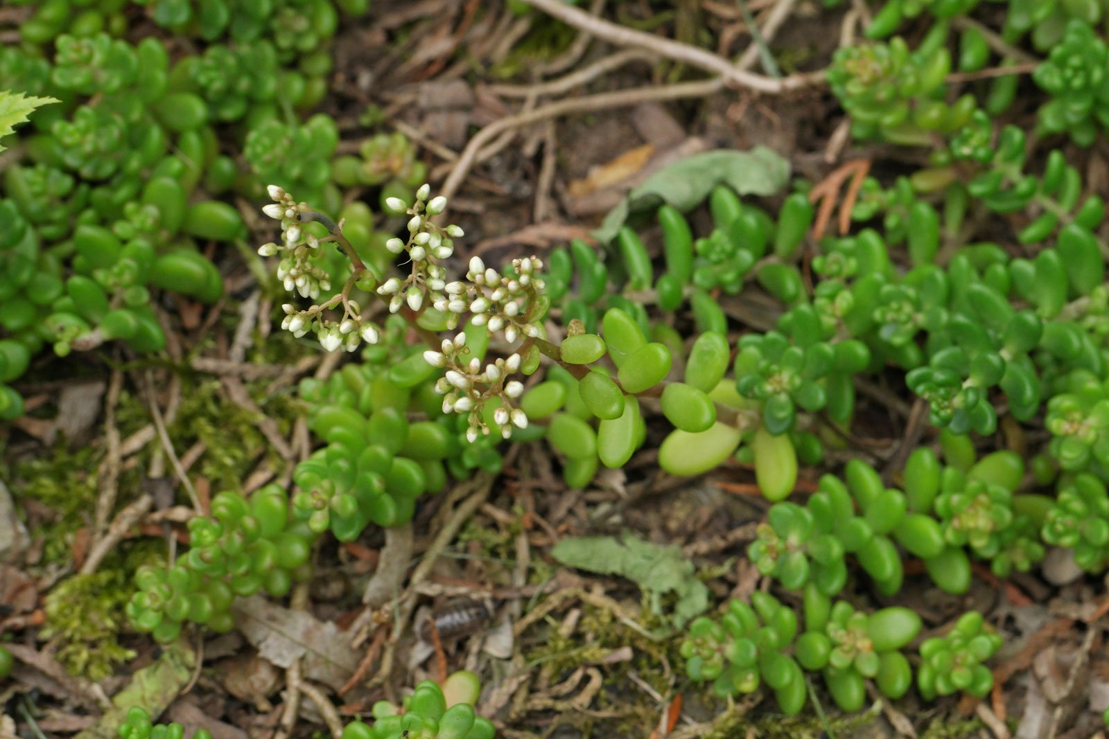 Sedum album Athoum