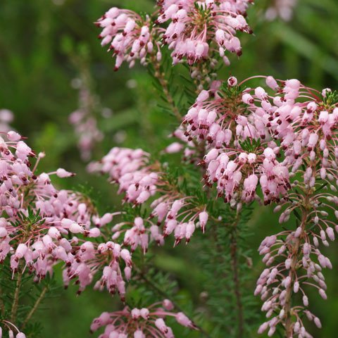 Erica Carnea rose achats avantageux sur