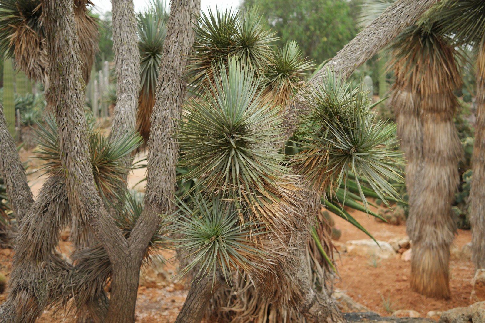 Yucca rostrata 1