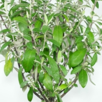 Corokia virgata