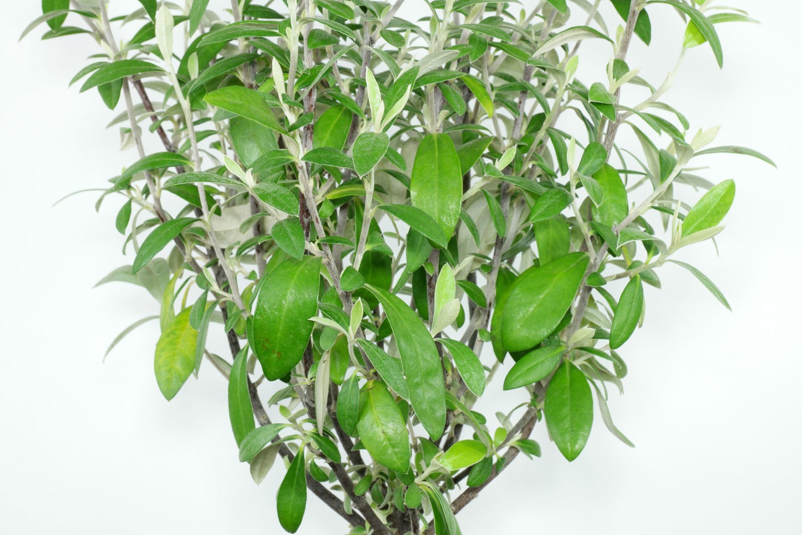Corokia virgata