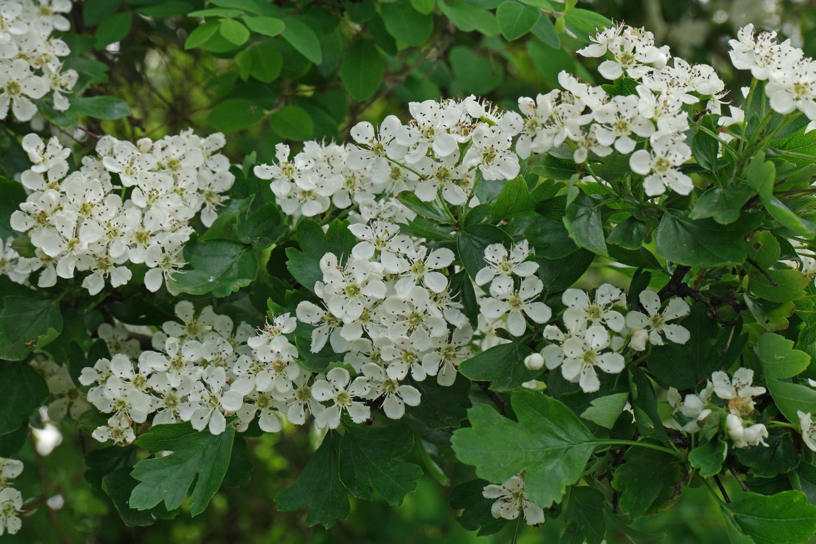 Crataegus monogyna