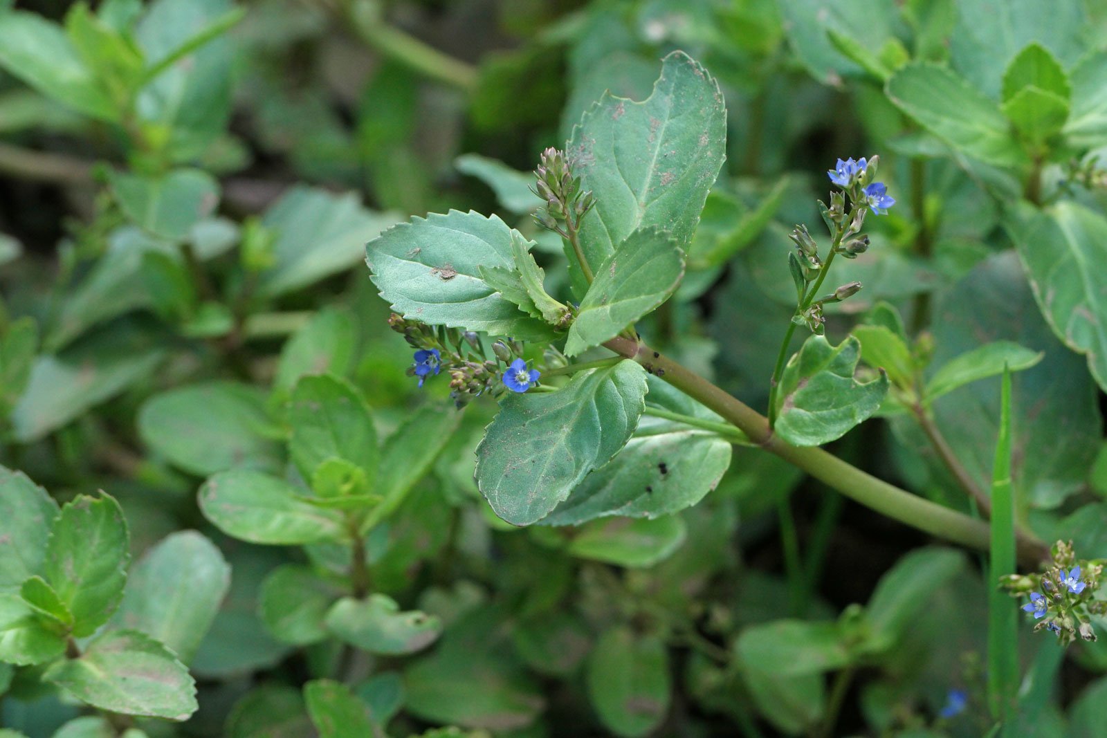 Veronica beccabunga