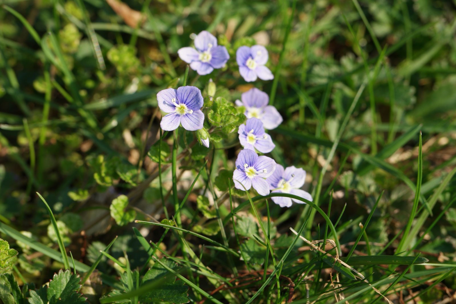 Veronica filiformis