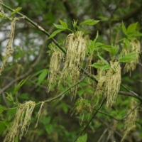 Acer negundo