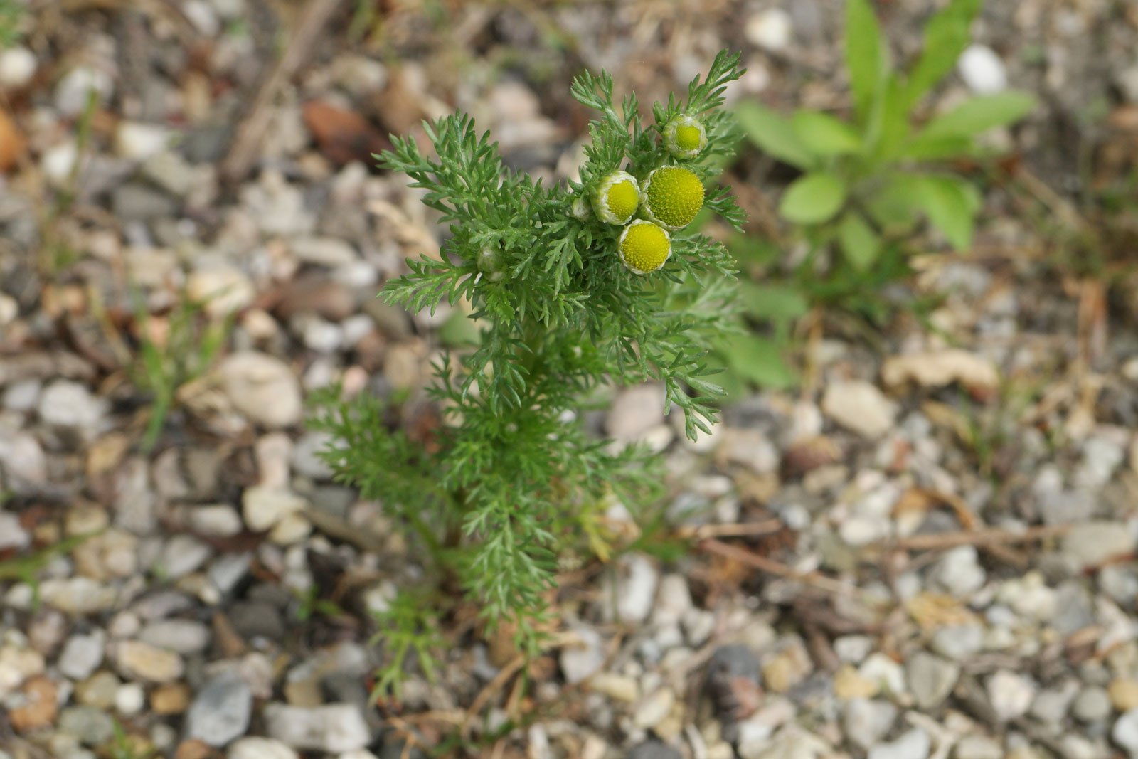 Matricaria discoidea