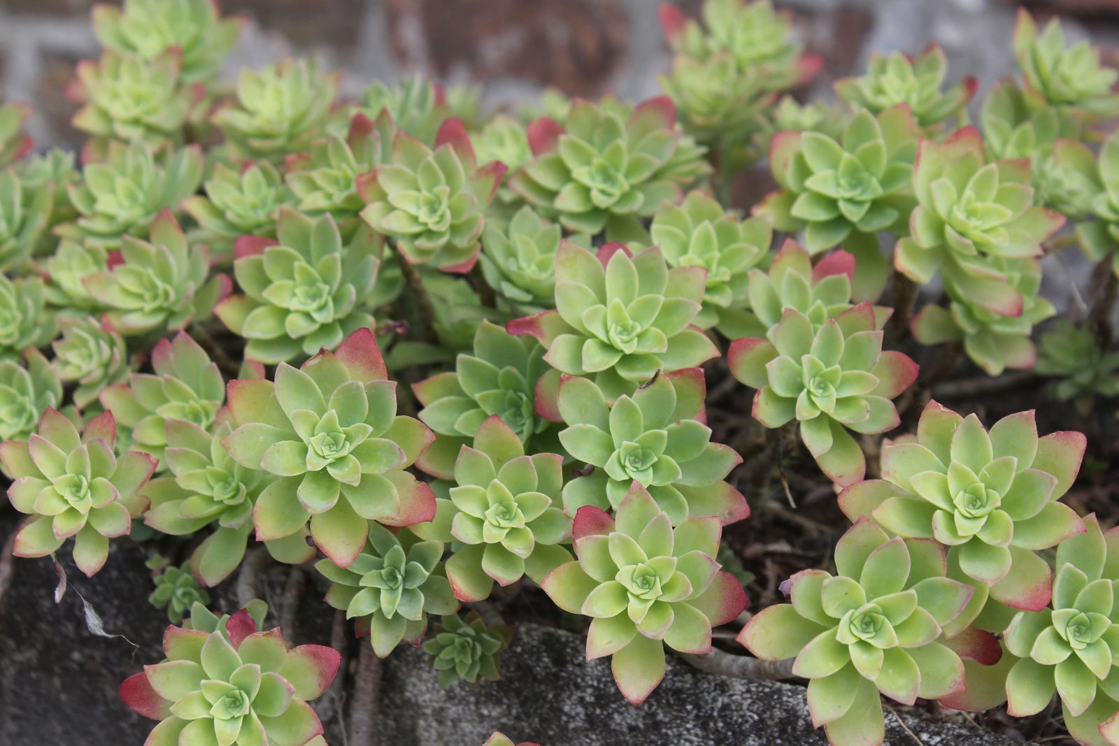 Sedum palmeri