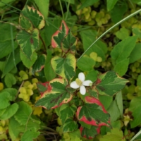 Chameleon Plant