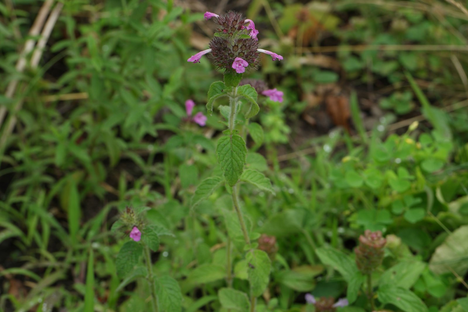 Wild Basil