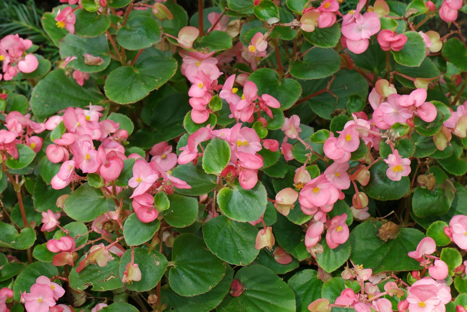 Wax Begonia