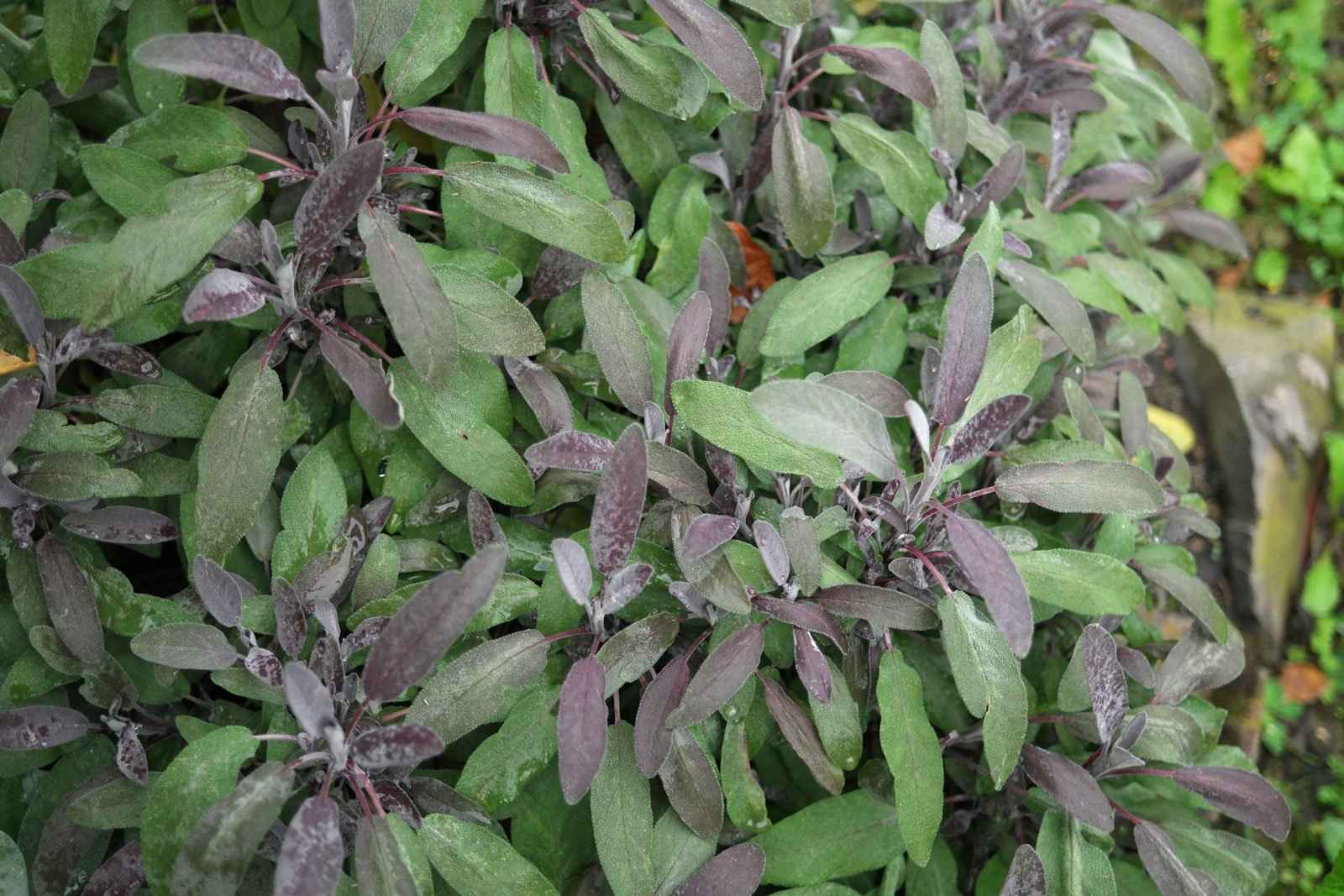 Purple Sage