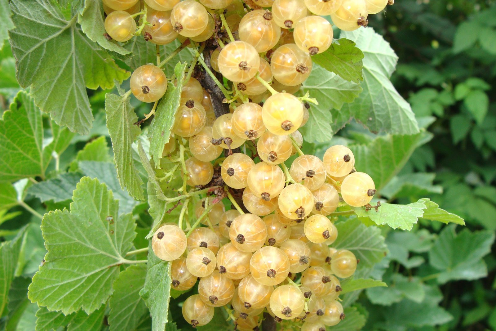 Whitecurrant
