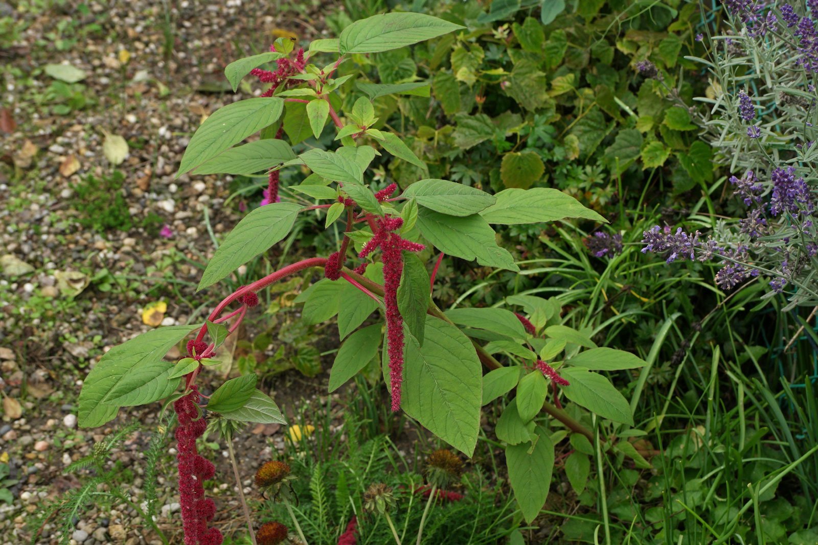 Foxtail Amaranth