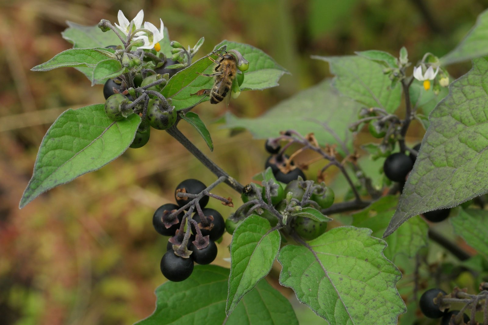 Black Nightshade