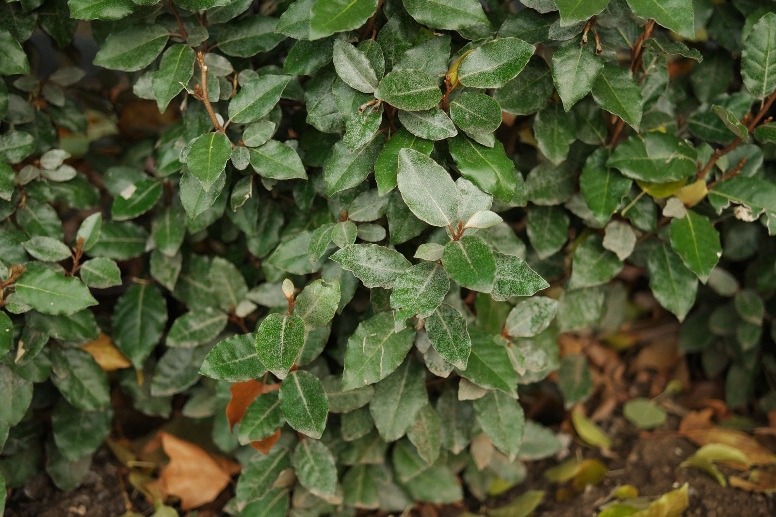 Evergreen Oleaster