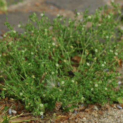 Thyme-Leaf Sandwort
