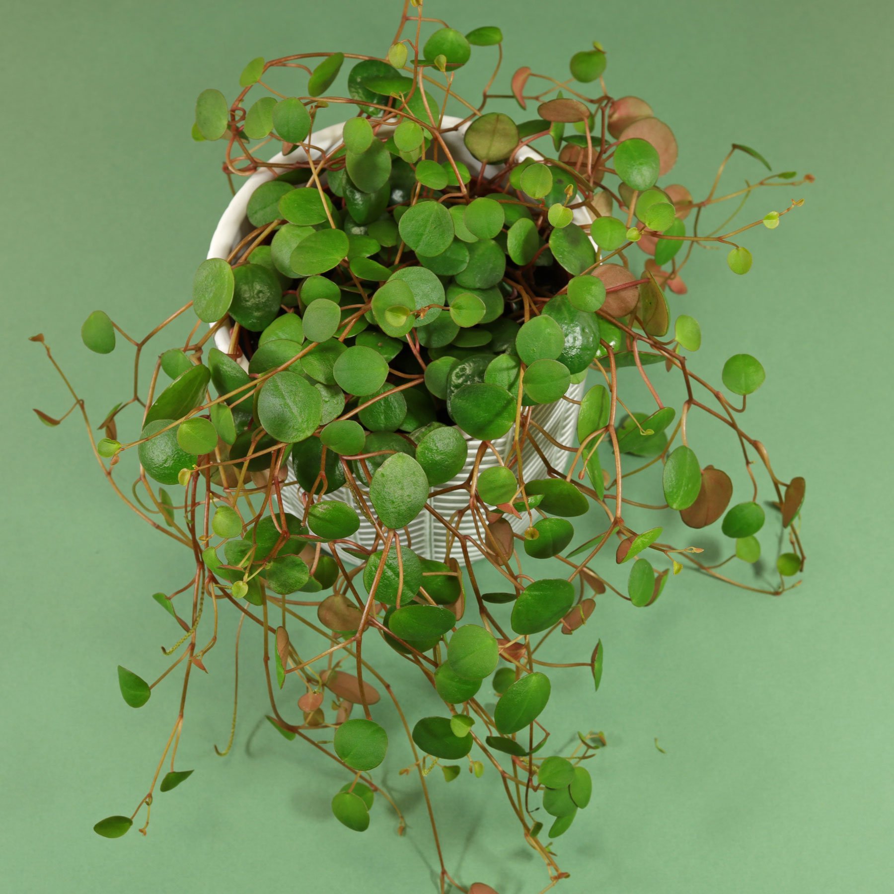 Peperomia prostrata "Pepperspot"